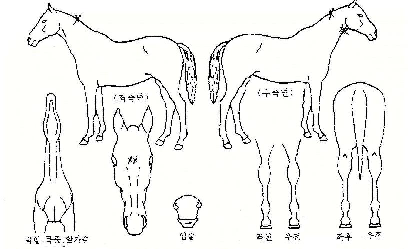 ´ë½ÂùÁÖÀÚÀÇ Ãø¸é,¿ì¸é,µÞ¸é,µÎ»ó,´Ù¸®ÀÇ Æ¯Â¡µµÇØ