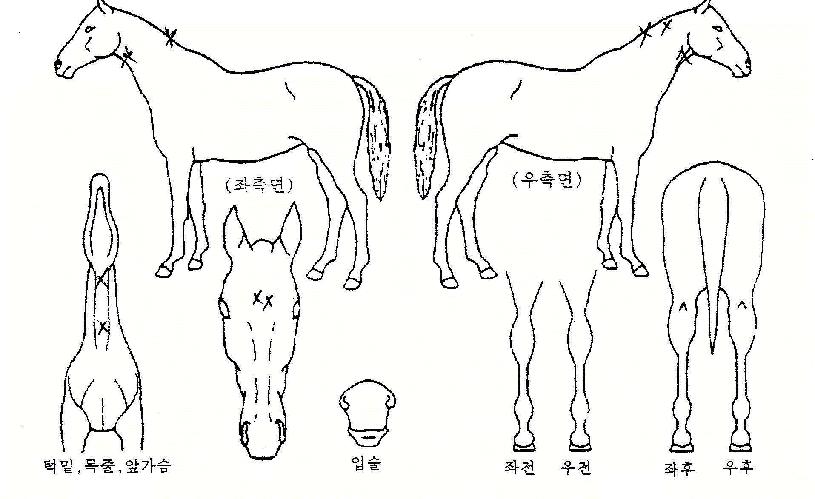 ȸ���ǹ̼��� ����,���,�޸�,�λ�,�ٸ��� Ư¡����