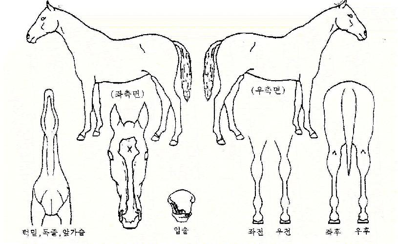 ���°����� ����,���,�޸�,�λ�,�ٸ��� Ư¡����