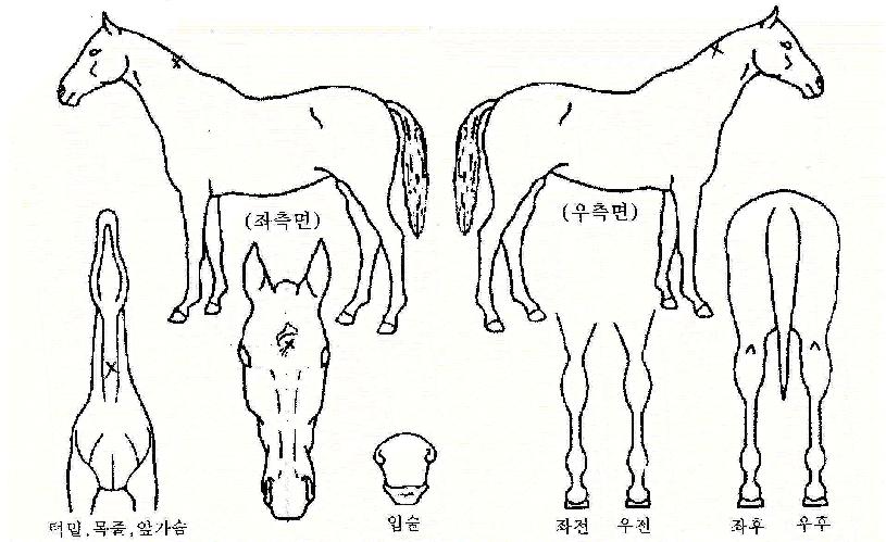 õ»çÀÇ»ç¶ûÀÇ Ãø¸é,¿ì¸é,µÞ¸é,µÎ»ó,´Ù¸®ÀÇ Æ¯Â¡µµÇØ
