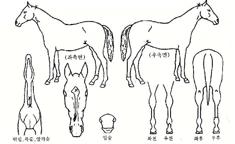 ¹«ÀûÇຸÀÇ Ãø¸é,¿ì¸é,µÞ¸é,µÎ»ó,´Ù¸®ÀÇ Æ¯Â¡µµÇØ