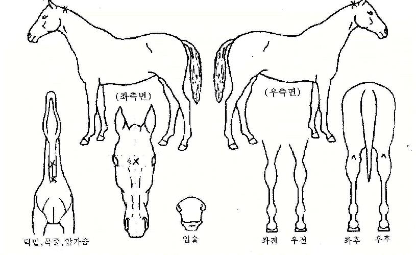 õÁ¾ÀÇ Ãø¸é,¿ì¸é,µÞ¸é,µÎ»ó,´Ù¸®ÀÇ Æ¯Â¡µµÇØ