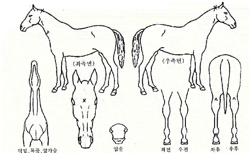 ±×¸°ÀçŶÀÇ Ãø¸é,¿ì¸é,µÞ¸é,µÎ»ó,´Ù¸®ÀÇ Æ¯Â¡µµÇØ