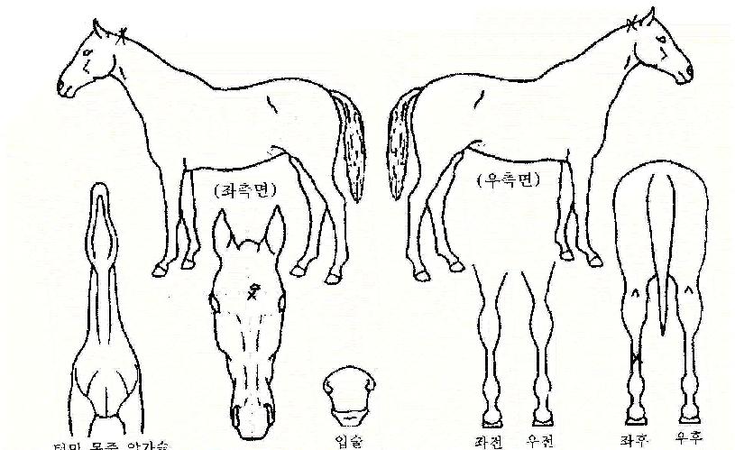 ���������ڸ��� ����,���,�޸�,�λ�,�ٸ��� Ư¡����