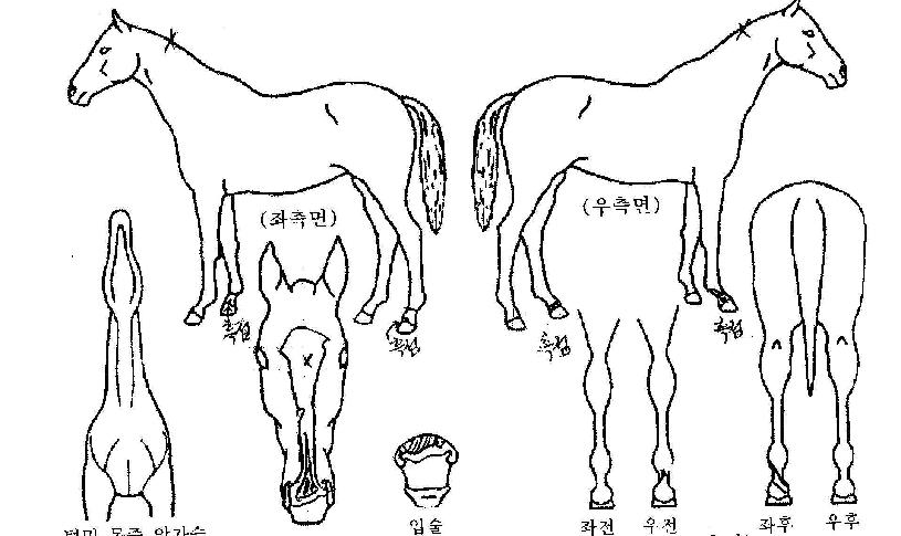 ¾ØÆ¼Å©ÀÇ Ãø¸é,¿ì¸é,µÞ¸é,µÎ»ó,´Ù¸®ÀÇ Æ¯Â¡µµÇØ