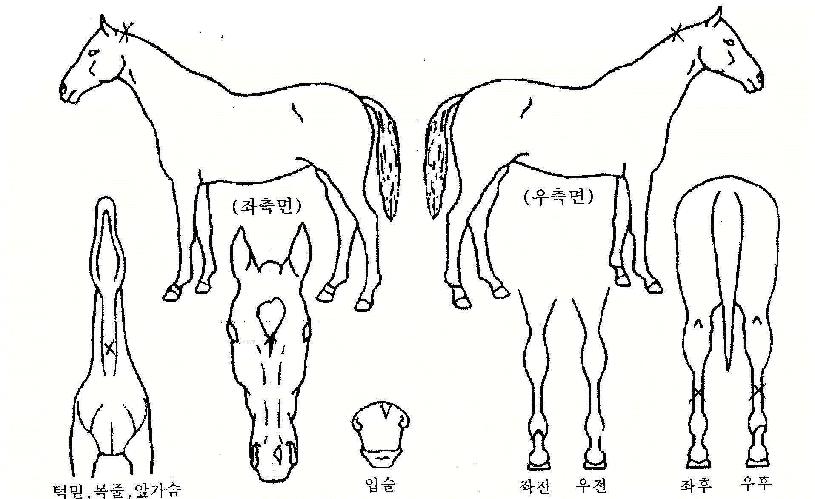 ���������� ����,���,�޸�,�λ�,�ٸ��� Ư¡����