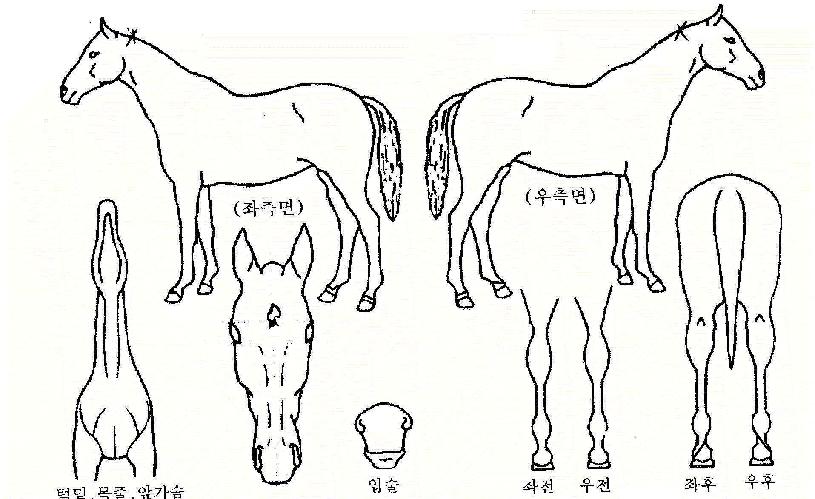 ���������� ����,���,�޸�,�λ�,�ٸ��� Ư¡����