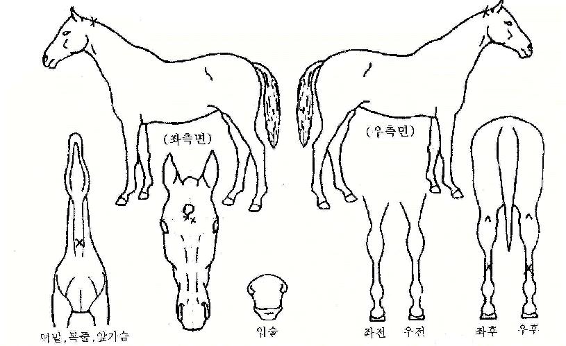 �ø���Ƽ�� ����,���,�޸�,�λ�,�ٸ��� Ư¡����