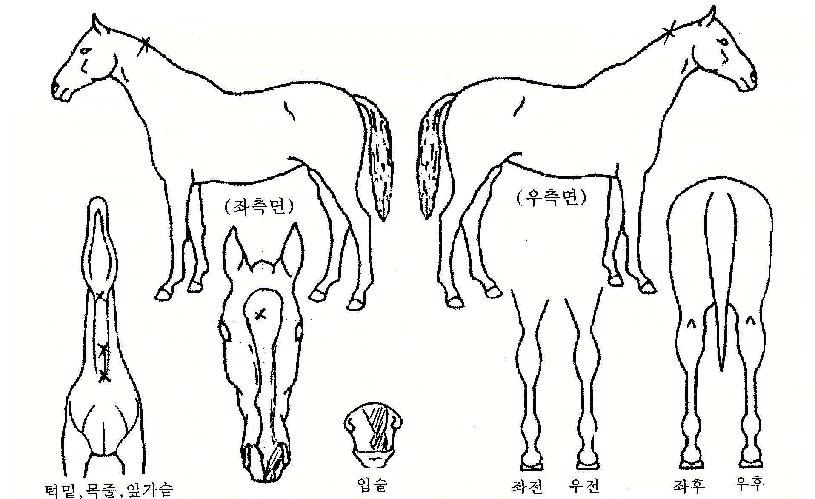 û��ô��� ����,���,�޸�,�λ�,�ٸ��� Ư¡����