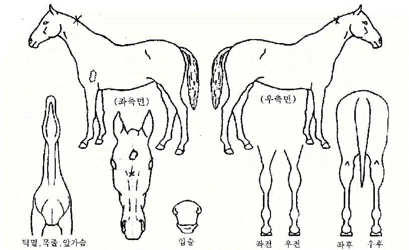 �������� ����,���,�޸�,�λ�,�ٸ��� Ư¡����