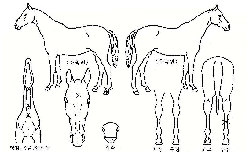 ºÏµÎ¼ºÀÇ Ãø¸é,¿ì¸é,µÞ¸é,µÎ»ó,´Ù¸®ÀÇ Æ¯Â¡µµÇØ