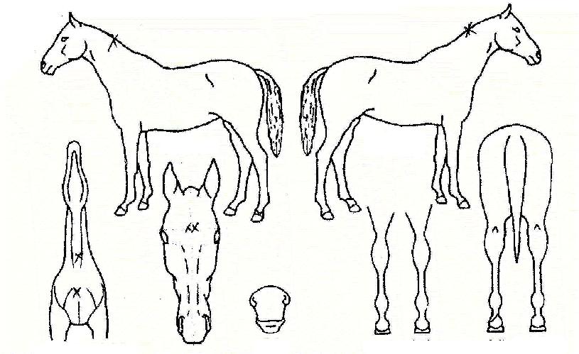 ´ÚÅÍ·±ÀÇ Ãø¸é,¿ì¸é,µÞ¸é,µÎ»ó,´Ù¸®ÀÇ Æ¯Â¡µµÇØ