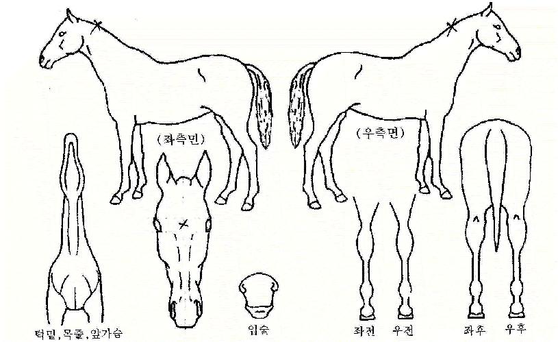 ³²±¹»çÀÇ Ãø¸é,¿ì¸é,µÞ¸é,µÎ»ó,´Ù¸®ÀÇ Æ¯Â¡µµÇØ