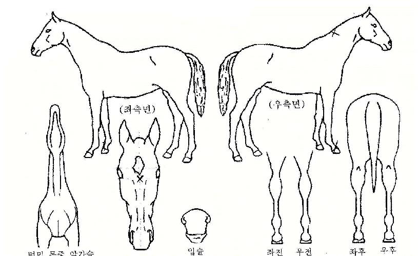 ³ªÁֶߴº°ÀÇ Ãø¸é,¿ì¸é,µÞ¸é,µÎ»ó,´Ù¸®ÀÇ Æ¯Â¡µµÇØ