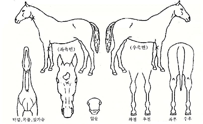 ±ÝÁÙ³ªºñÀÇ Ãø¸é,¿ì¸é,µÞ¸é,µÎ»ó,´Ù¸®ÀÇ Æ¯Â¡µµÇØ