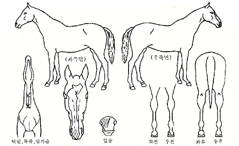 ¹«ÀûºÒÆÐÀÇ Ãø¸é,¿ì¸é,µÞ¸é,µÎ»ó,´Ù¸®ÀÇ Æ¯Â¡µµÇØ