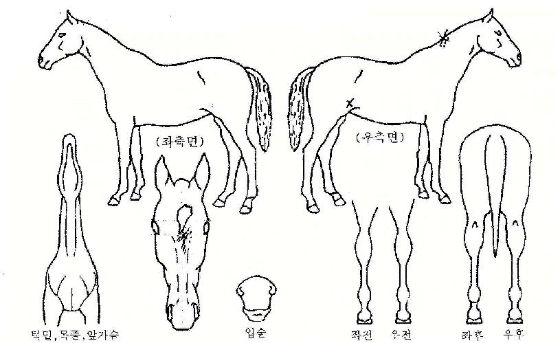 °úõÁ¦¿ÕÀÇ Ãø¸é,¿ì¸é,µÞ¸é,µÎ»ó,´Ù¸®ÀÇ Æ¯Â¡µµÇØ