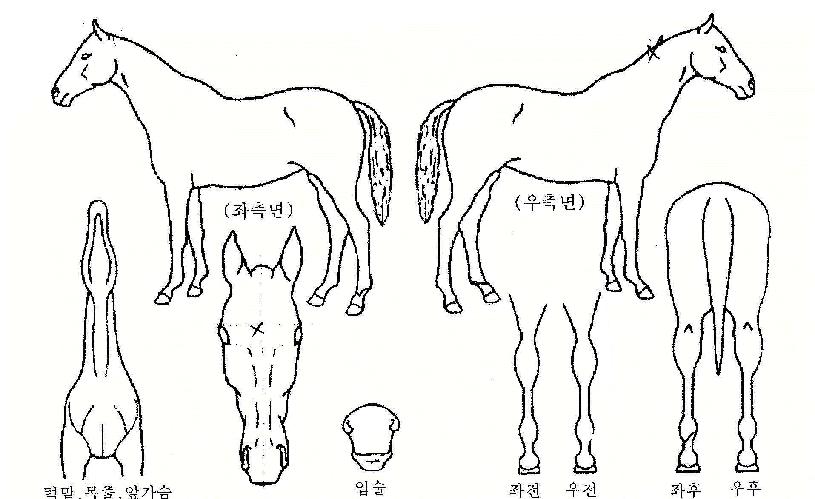 º®¼ÛÀÇ Ãø¸é,¿ì¸é,µÞ¸é,µÎ»ó,´Ù¸®ÀÇ Æ¯Â¡µµÇØ