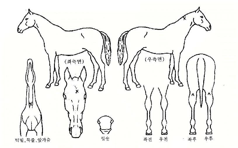 ��ݴ����� ����,���,�޸�,�λ�,�ٸ��� Ư¡����