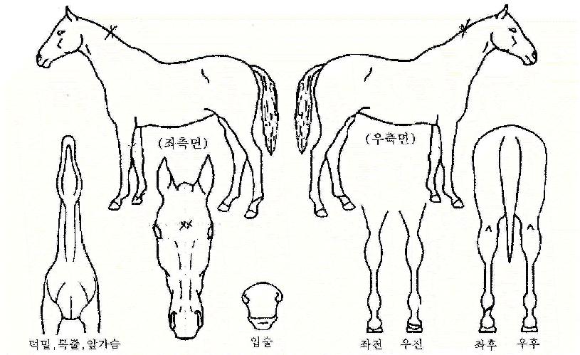 ¸®¾óèÇǾðÀÇ Ãø¸é,¿ì¸é,µÞ¸é,µÎ»ó,´Ù¸®ÀÇ Æ¯Â¡µµÇØ