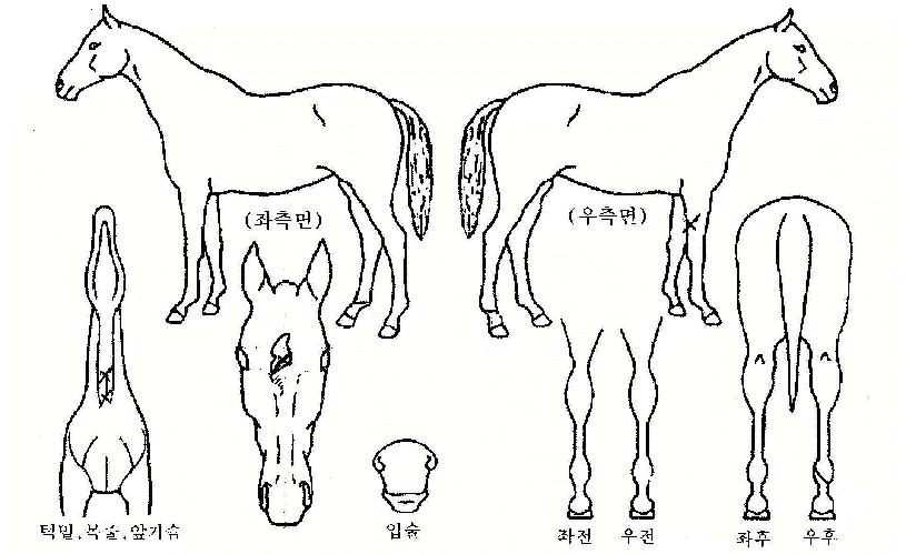 ·°Å°Æø½ºÀÇ Ãø¸é,¿ì¸é,µÞ¸é,µÎ»ó,´Ù¸®ÀÇ Æ¯Â¡µµÇØ