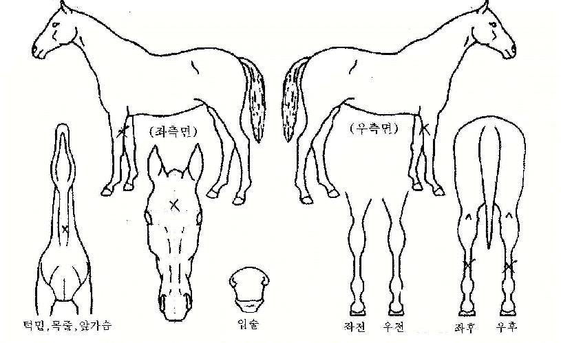 Á¤µ¿ÁøÀÚ¸¶ÀÇ Ãø¸é,¿ì¸é,µÞ¸é,µÎ»ó,´Ù¸®ÀÇ Æ¯Â¡µµÇØ