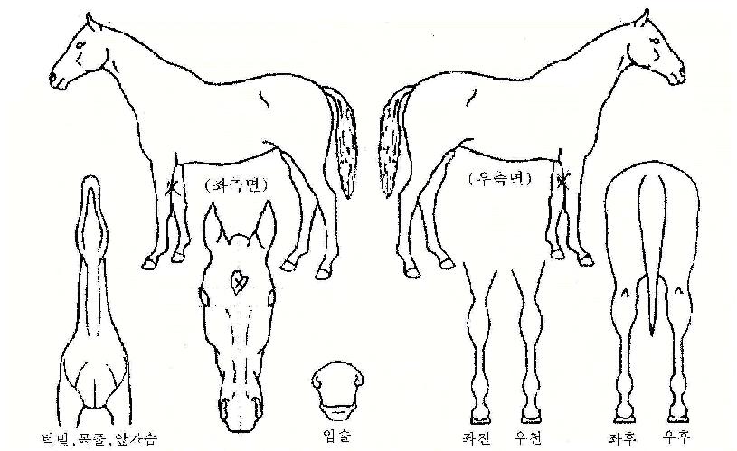 ´ë¿îÀåÀÇ Ãø¸é,¿ì¸é,µÞ¸é,µÎ»ó,´Ù¸®ÀÇ Æ¯Â¡µµÇØ