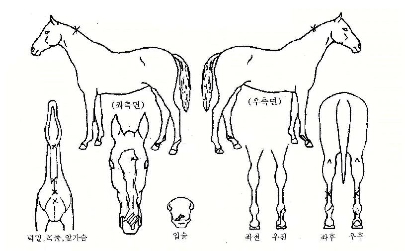 űØÇÏ´ÃÀÇ Ãø¸é,¿ì¸é,µÞ¸é,µÎ»ó,´Ù¸®ÀÇ Æ¯Â¡µµÇØ