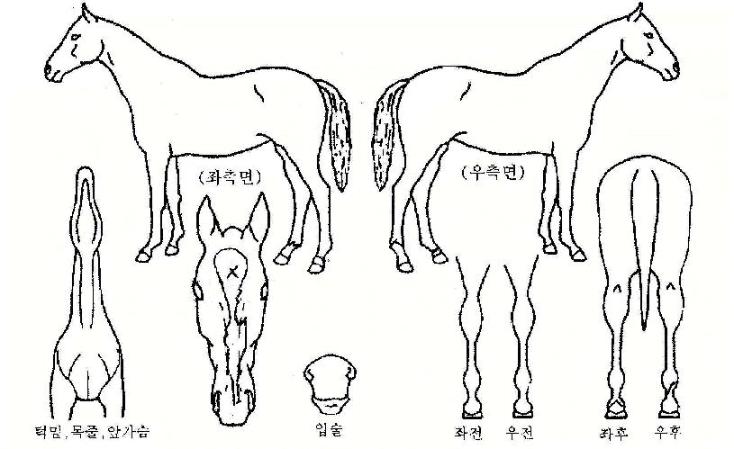 Ǫ������ ����,���,�޸�,�λ�,�ٸ��� Ư¡����