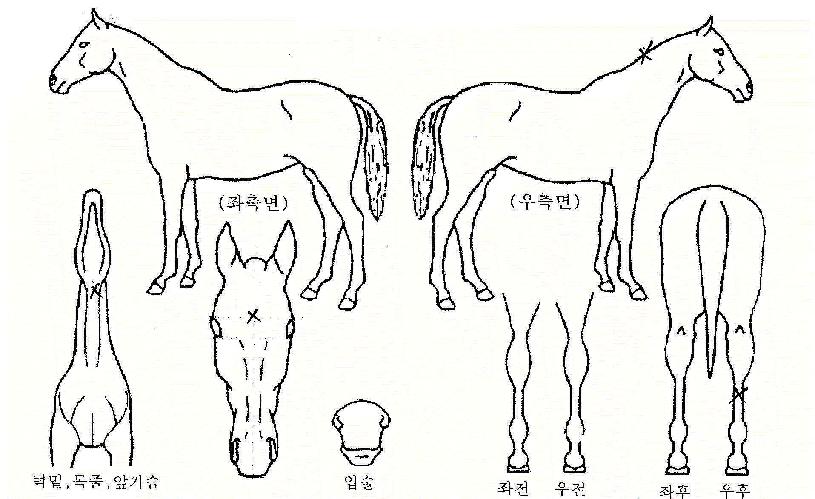 »çÀÌ·»ÀÇ Ãø¸é,¿ì¸é,µÞ¸é,µÎ»ó,´Ù¸®ÀÇ Æ¯Â¡µµÇØ