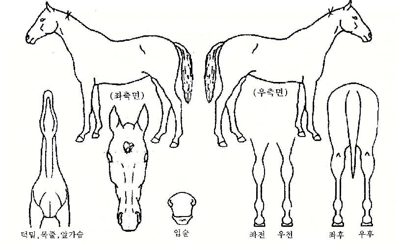 ¿ÀÇʽÂÀÇ Ãø¸é,¿ì¸é,µÞ¸é,µÎ»ó,´Ù¸®ÀÇ Æ¯Â¡µµÇØ