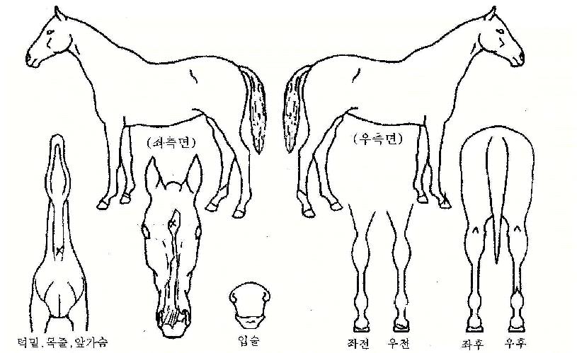 ������ŷ�� ����,���,�޸�,�λ�,�ٸ��� Ư¡����