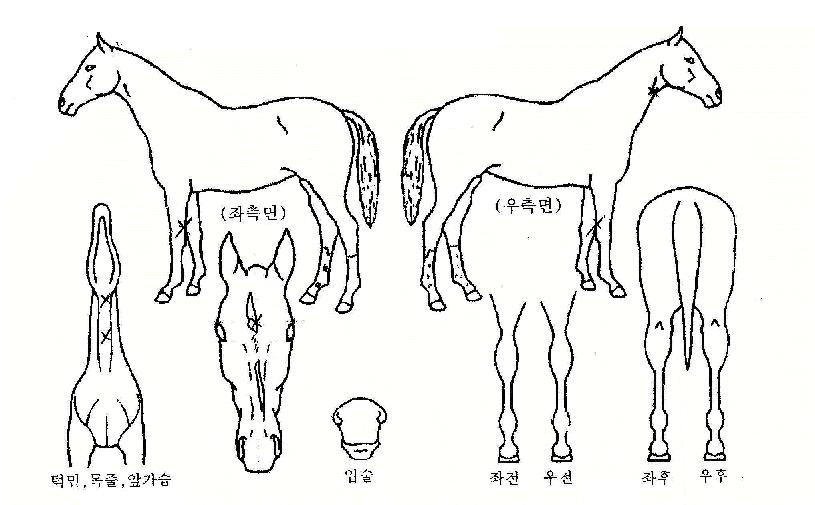 �򱸸��ڸ��� ����,���,�޸�,�λ�,�ٸ��� Ư¡����