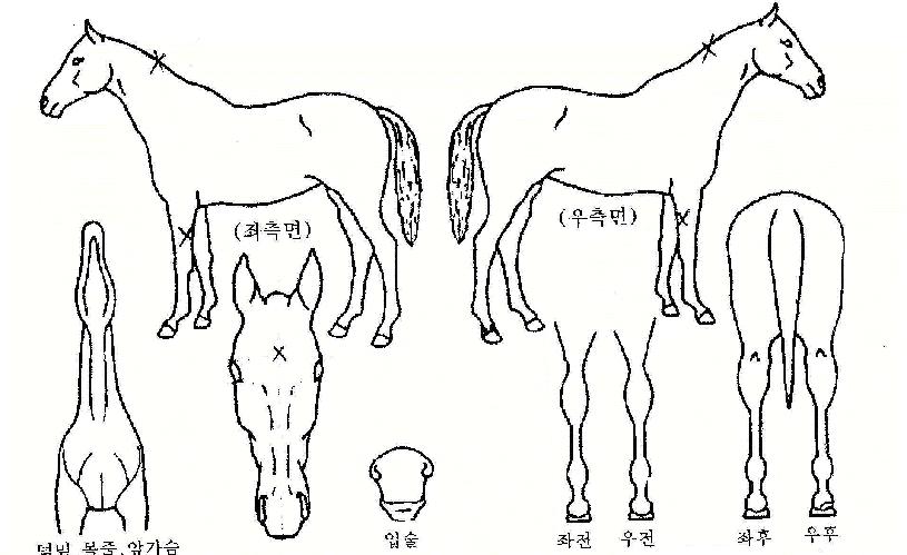 ���������� ����,���,�޸�,�λ�,�ٸ��� Ư¡����