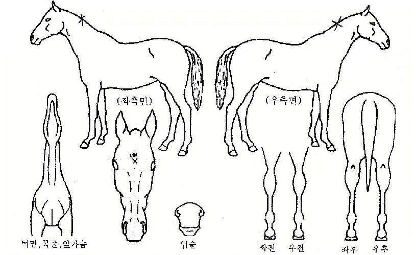 ¿ÀÇüÁ¦ÀÇ Ãø¸é,¿ì¸é,µÞ¸é,µÎ»ó,´Ù¸®ÀÇ Æ¯Â¡µµÇØ