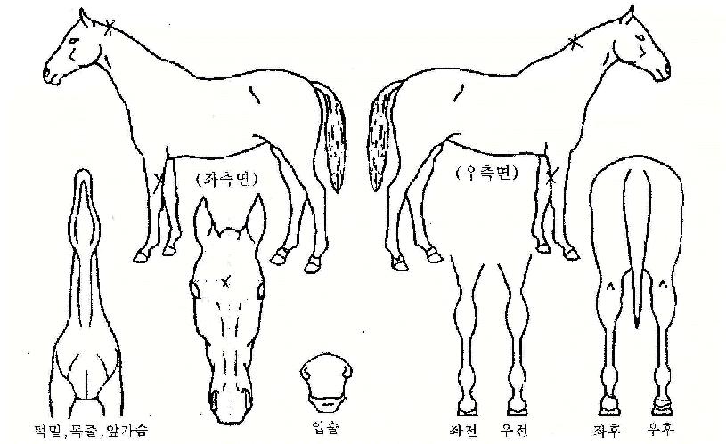 ÀÌ±ÛÆÄÀ̺êÀÇ Ãø¸é,¿ì¸é,µÞ¸é,µÎ»ó,´Ù¸®ÀÇ Æ¯Â¡µµÇØ