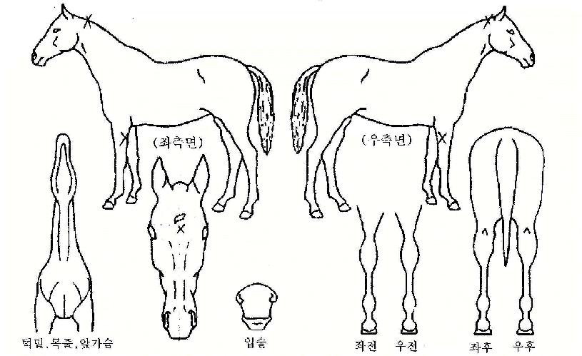 �轺����� ����,���,�޸�,�λ�,�ٸ��� Ư¡����