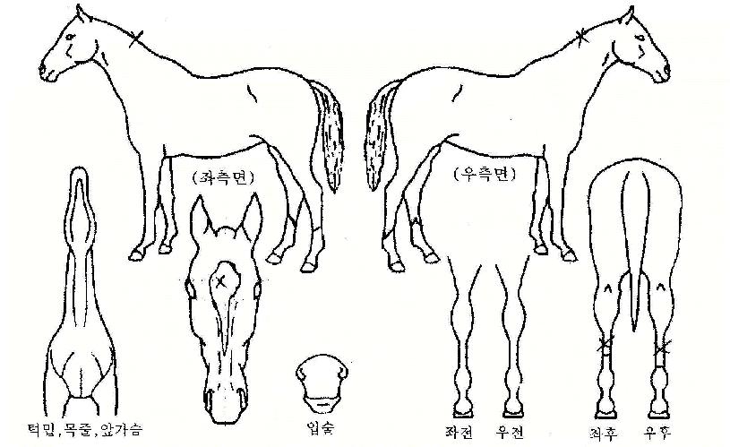 �۶�����Ƽ�� ����,���,�޸�,�λ�,�ٸ��� Ư¡����