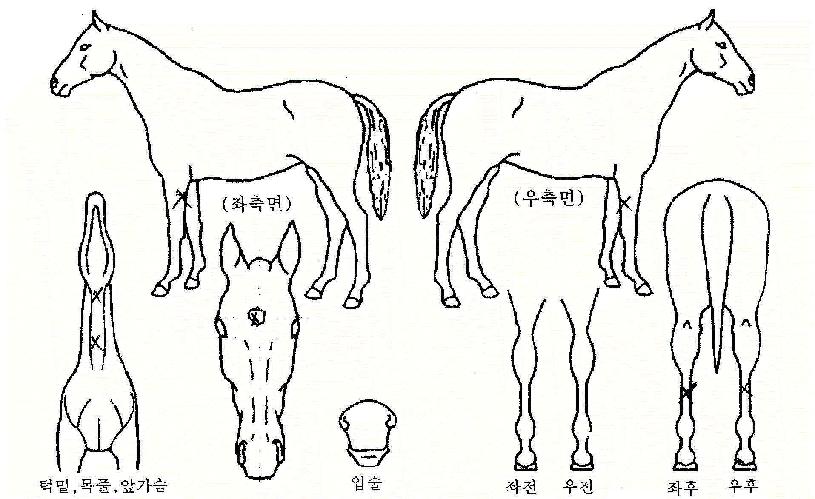 ÈæÁ¶ºñ»óÀÇ Ãø¸é,¿ì¸é,µÞ¸é,µÎ»ó,´Ù¸®ÀÇ Æ¯Â¡µµÇØ