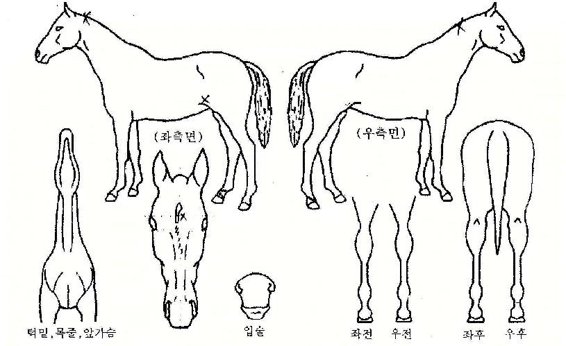 Àý´ë¼±³àÀÇ Ãø¸é,¿ì¸é,µÞ¸é,µÎ»ó,´Ù¸®ÀÇ Æ¯Â¡µµÇØ