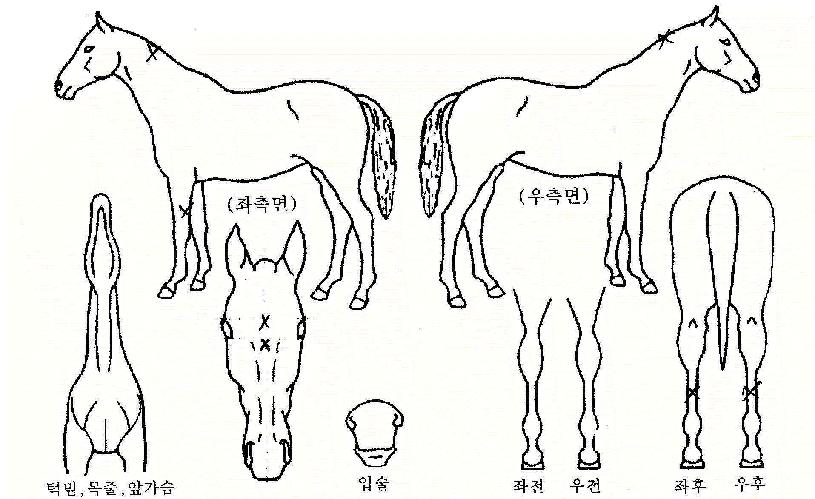 �뺸���� ����,���,�޸�,�λ�,�ٸ��� Ư¡����