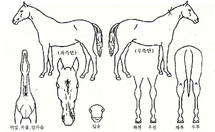 ÇÚµå¸ÞÀ̵åÀÇ Ãø¸é,¿ì¸é,µÞ¸é,µÎ»ó,´Ù¸®ÀÇ Æ¯Â¡µµÇØ