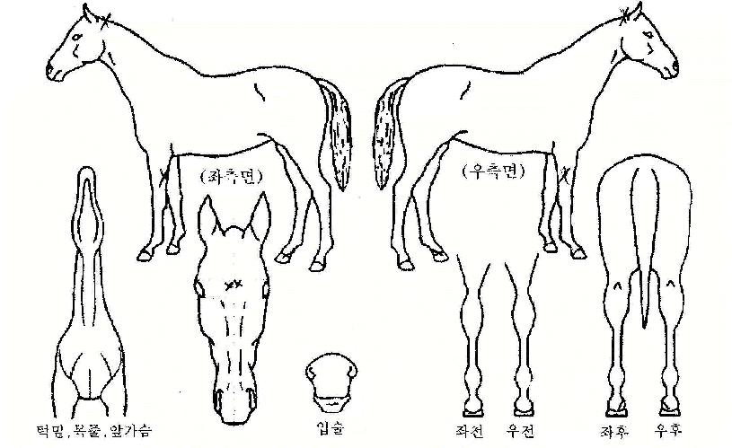 �۶��̵������� ����,���,�޸�,�λ�,�ٸ��� Ư¡����