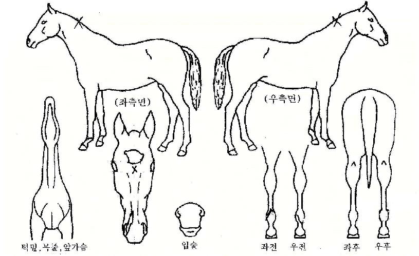 ¾ÖµåÇ㽬ÀÇ Ãø¸é,¿ì¸é,µÞ¸é,µÎ»ó,´Ù¸®ÀÇ Æ¯Â¡µµÇØ