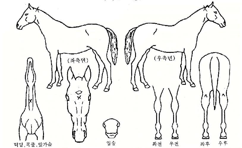 ��Ʈ�հ����� ����,���,�޸�,�λ�,�ٸ��� Ư¡����