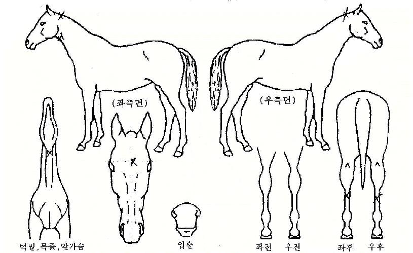 ��������� ����,���,�޸�,�λ�,�ٸ��� Ư¡����