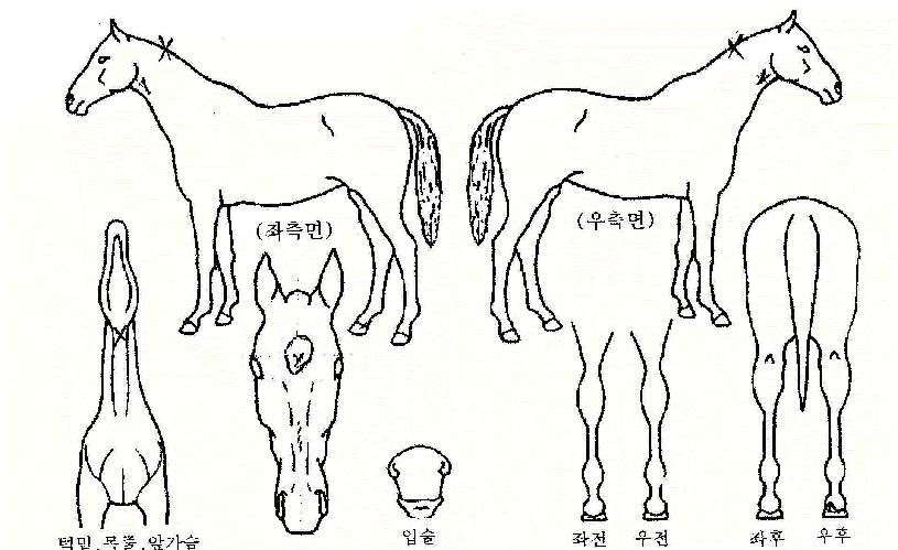 ��������� ����,���,�޸�,�λ�,�ٸ��� Ư¡����