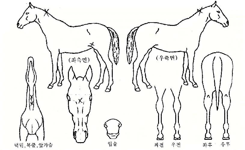 ±âº´´ëÀÇ Ãø¸é,¿ì¸é,µÞ¸é,µÎ»ó,´Ù¸®ÀÇ Æ¯Â¡µµÇØ