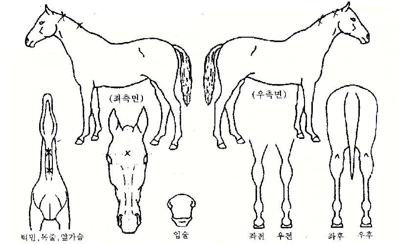 õ°æÁöÁ¸ÀÇ Ãø¸é,¿ì¸é,µÞ¸é,µÎ»ó,´Ù¸®ÀÇ Æ¯Â¡µµÇØ