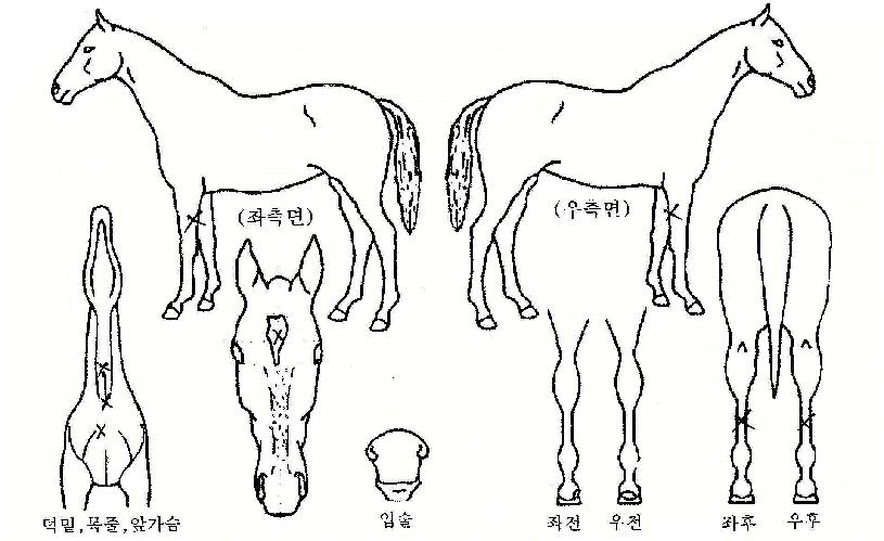 ±Û¶óÀ̵ùÀ§³ÊÀÇ Ãø¸é,¿ì¸é,µÞ¸é,µÎ»ó,´Ù¸®ÀÇ Æ¯Â¡µµÇØ